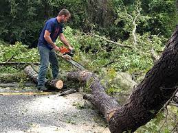 Best Tree Preservation Services  in Massapequa Park, NY