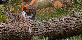 Best Tree Disease Treatment  in Massapequa Park, NY