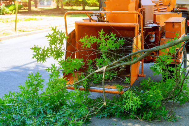 Best Soil Testing and Treatment  in Massapequa Park, NY