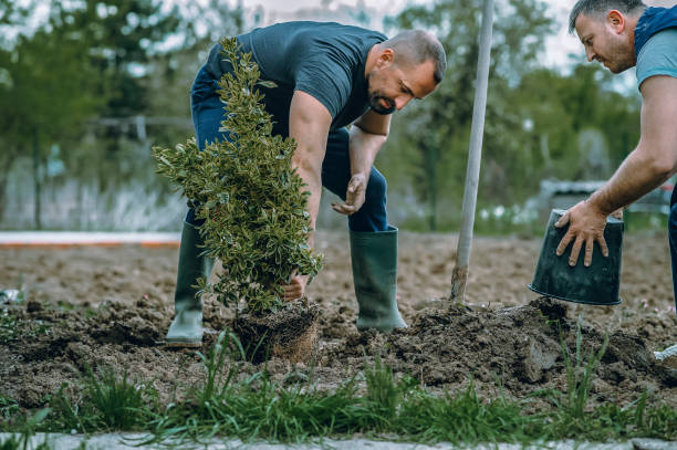 Best Lawn Pest Prevention  in Massapequa Park, NY