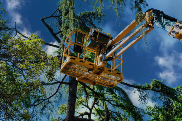 Best Aeration Services  in Massapequa Park, NY