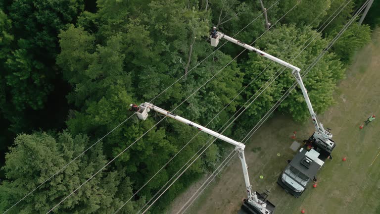 How Our Tree Care Process Works  in  Massapequa Park, NY