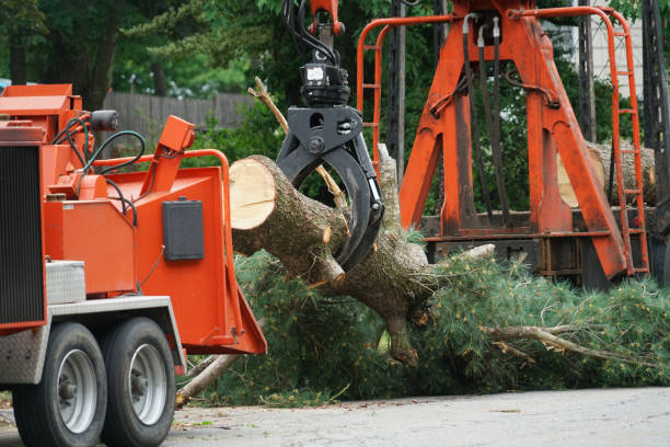 Best Lawn Disease Treatment  in Massapequa Park, NY