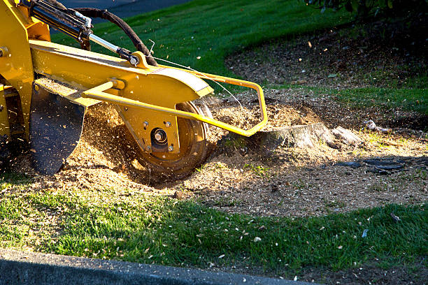 Best Lawn Maintenance Plans  in Massapequa Park, NY