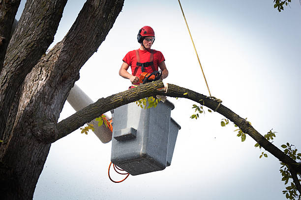 Massapequa Park, NY Tree Services Company