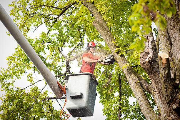 Best Tree Cabling and Bracing  in Massapequa Park, NY