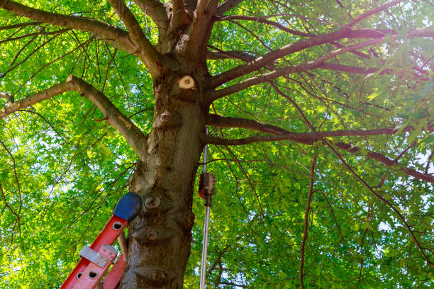  Massapequa Park, NY Tree Services Pros